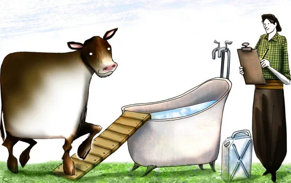 vaca bañandose