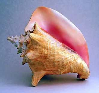 caracola