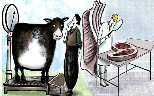 peso vaca