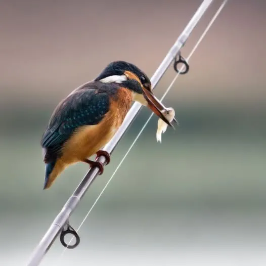 martin pesacador pajarito