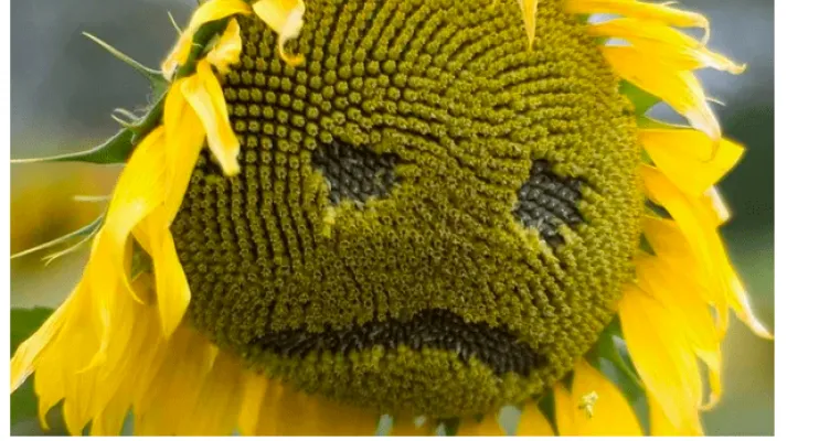 girasol triste