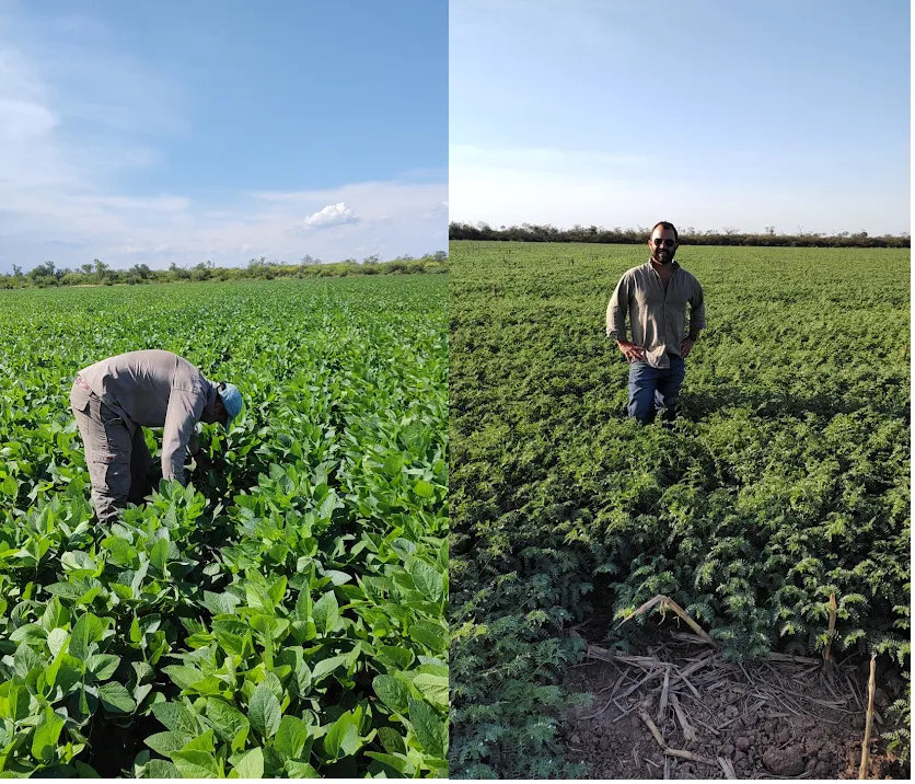 plantaciones