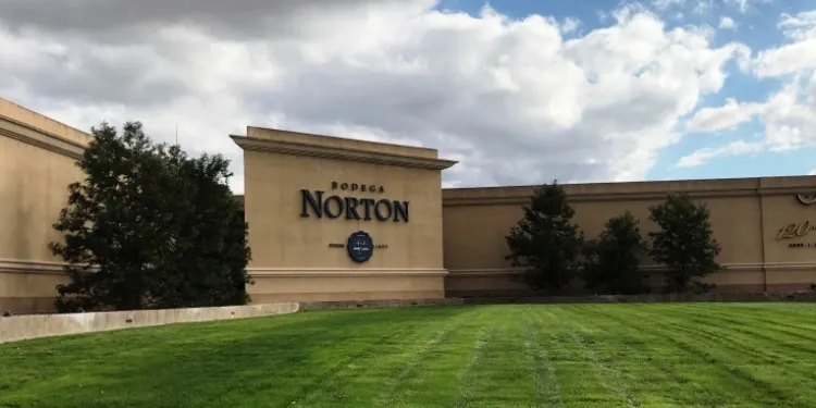 bodega norton