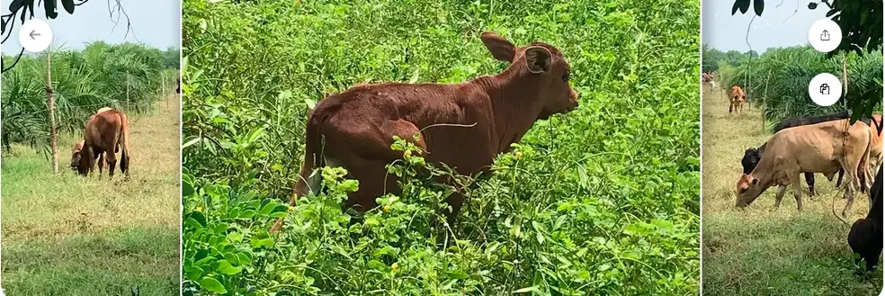 macho raza compuesta