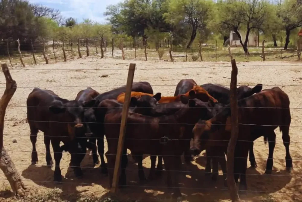vacas terneros