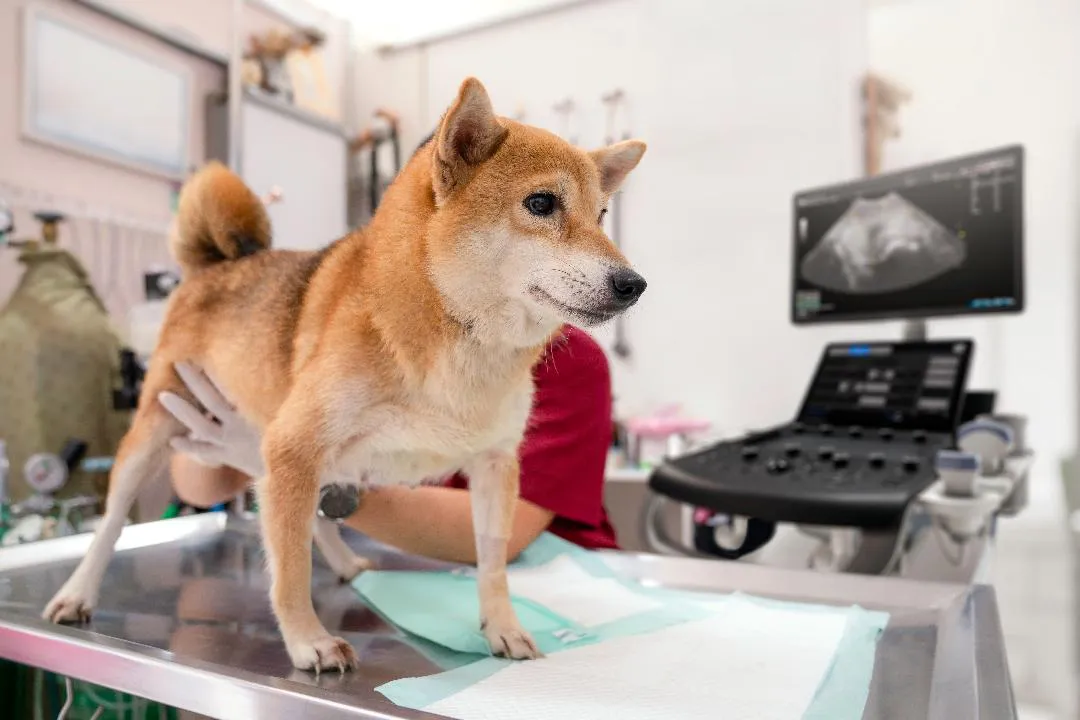 perrito ecografia