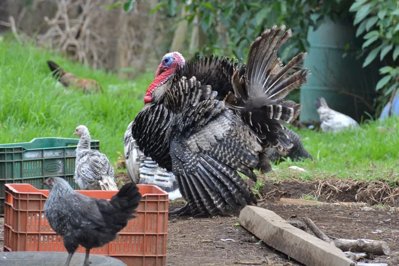 gallinas y pavos