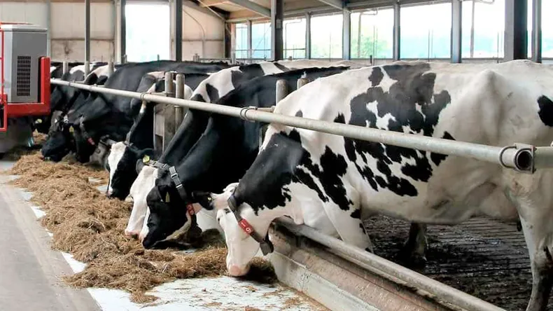 vacas-lecheras tambo