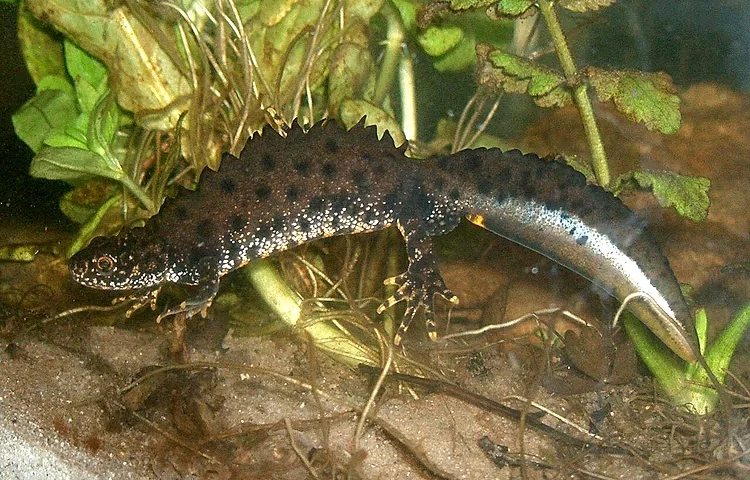 reptil