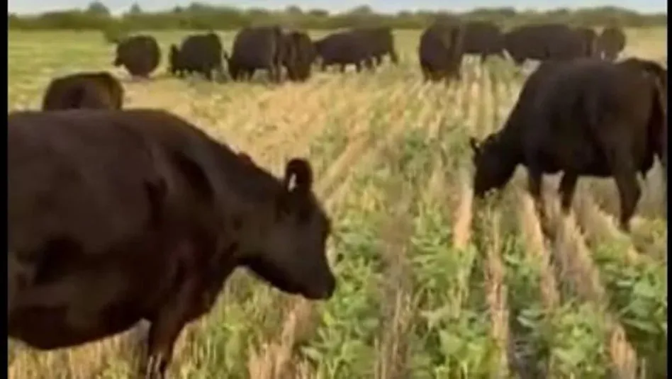 animales comiendo soja