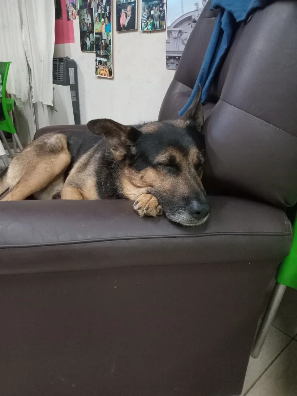 perrito durmiendo