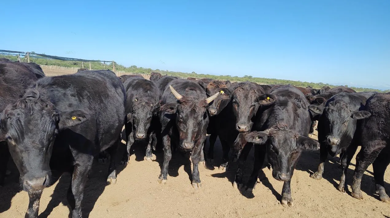 Wagyu