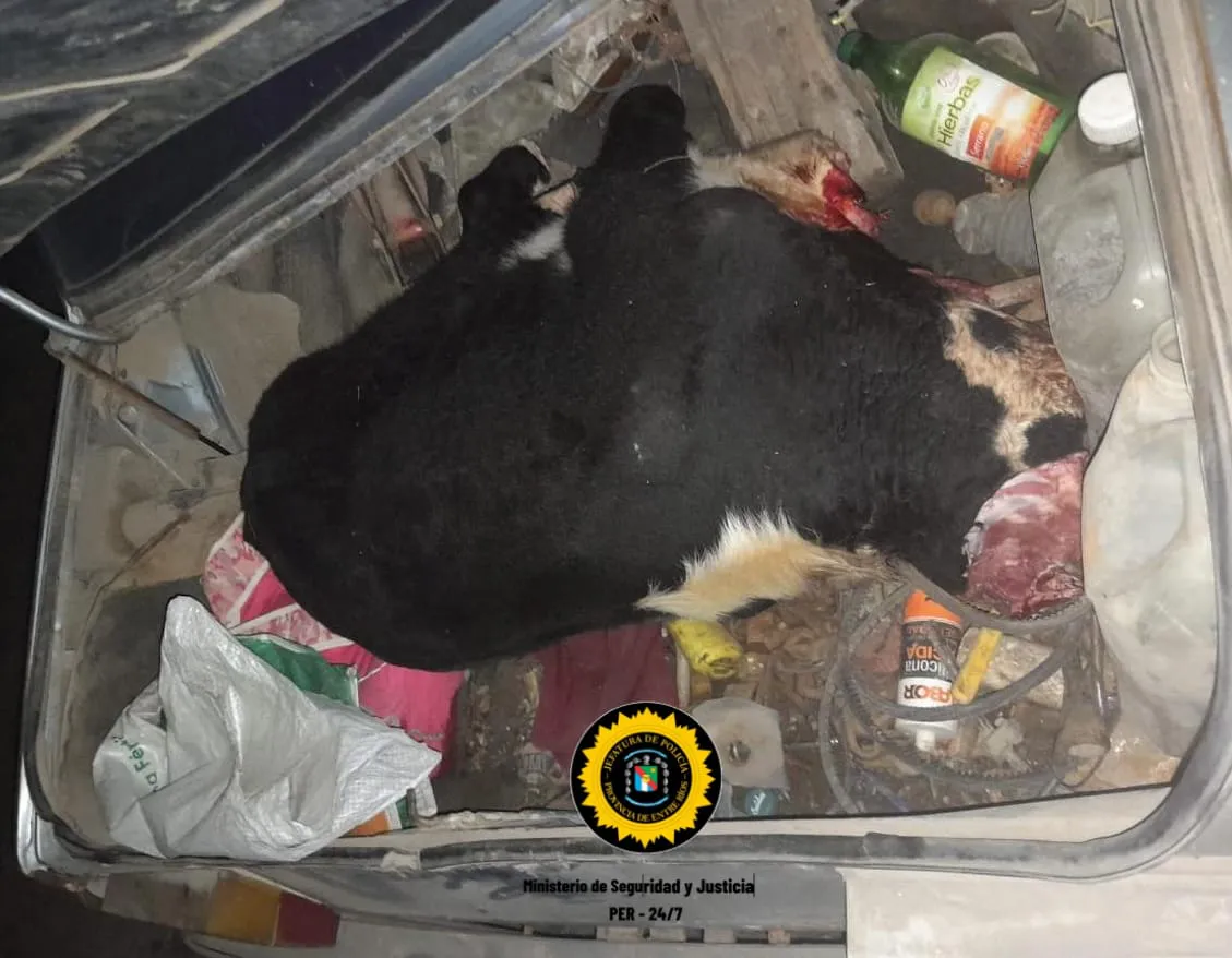 detenido con vacuno 2