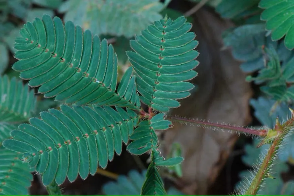 mimosa pudica