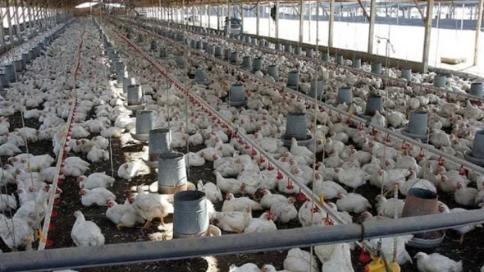 avicultura pollo granja 3 arroyos
