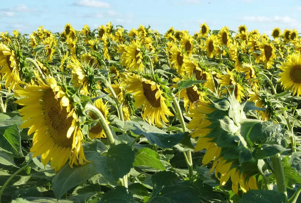 girasol