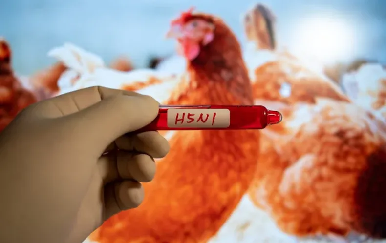 gallina