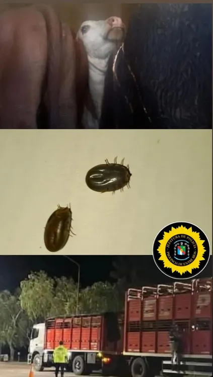 animales c garrapatas